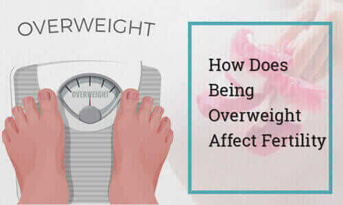 How does being Overweight affect Fertility